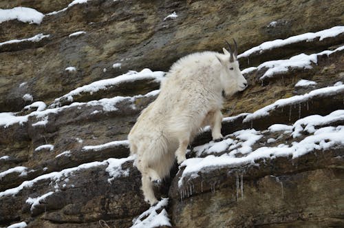 Free Mountain Goat on Rocky Mountain with Snow Stock Photo