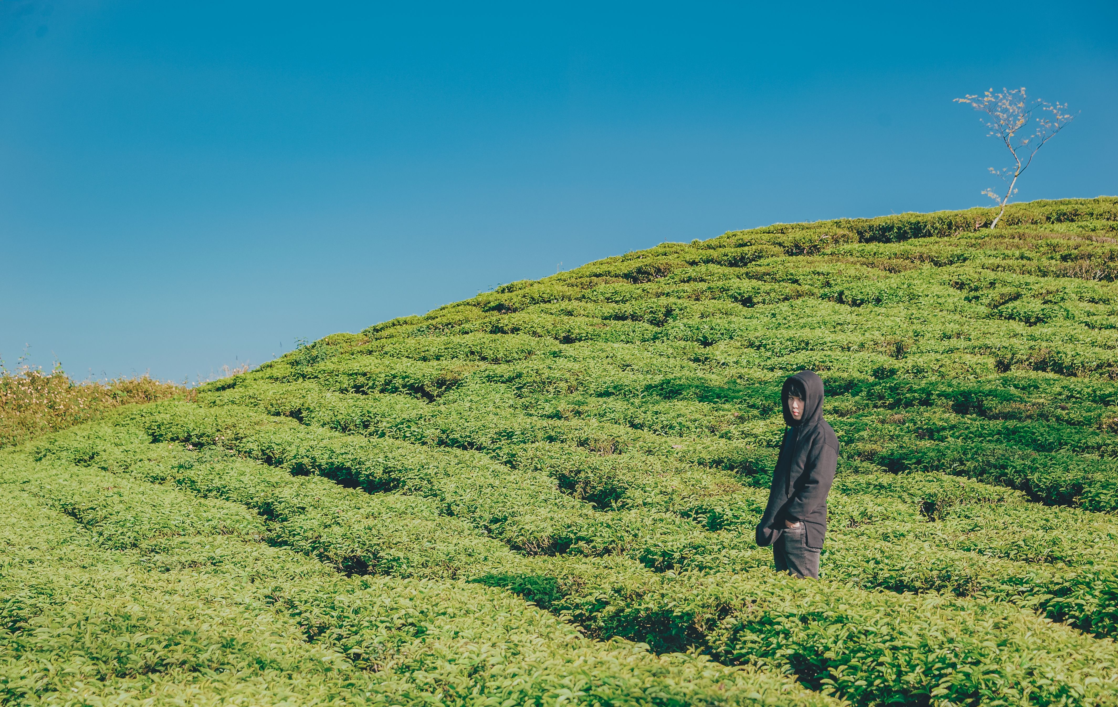 Person Wearing Hoodie Standing On Green Plant Field · Free Stock Photo