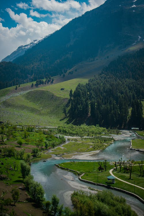 Green Trees Near River and Mountain
