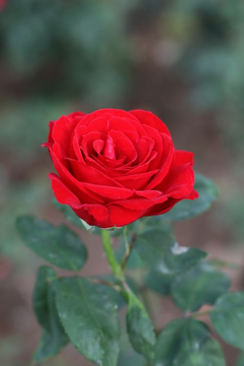 Free Stunning close-up of a lush red rose in full bloom, ideal for nature and floral projects. Stock Photo