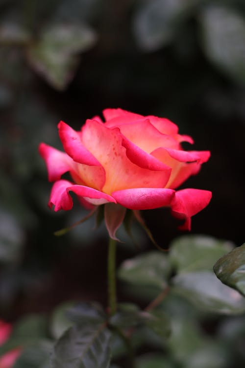 Pink Rose in Bloom