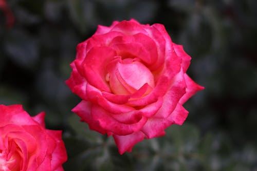 Free Pink Roses in Bloom Stock Photo