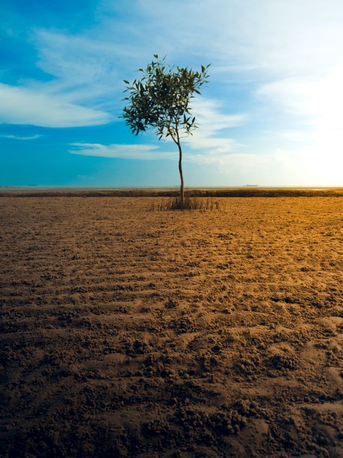 Free A lone tree stands in a barren, arid landscape under a vibrant sky in Malaysia. Stock Photo