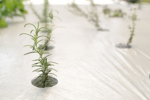 Photo of Young Plant in the Seedbed