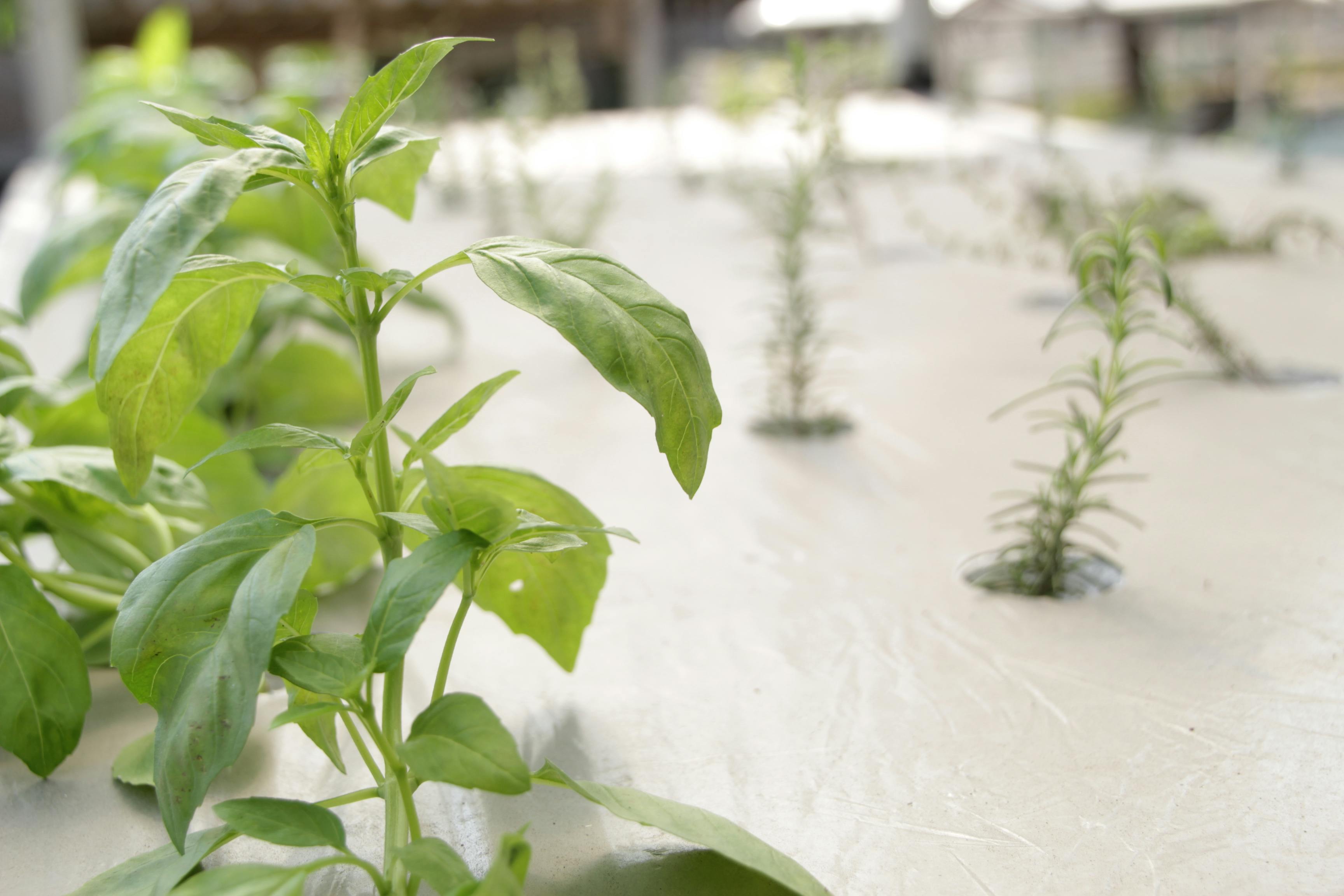 Soy Plant Photos, Download Free Soy Plant Stock Photos & HD Images