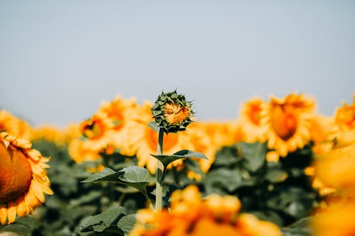 Free Photo Of Sunflowers Stock Photo