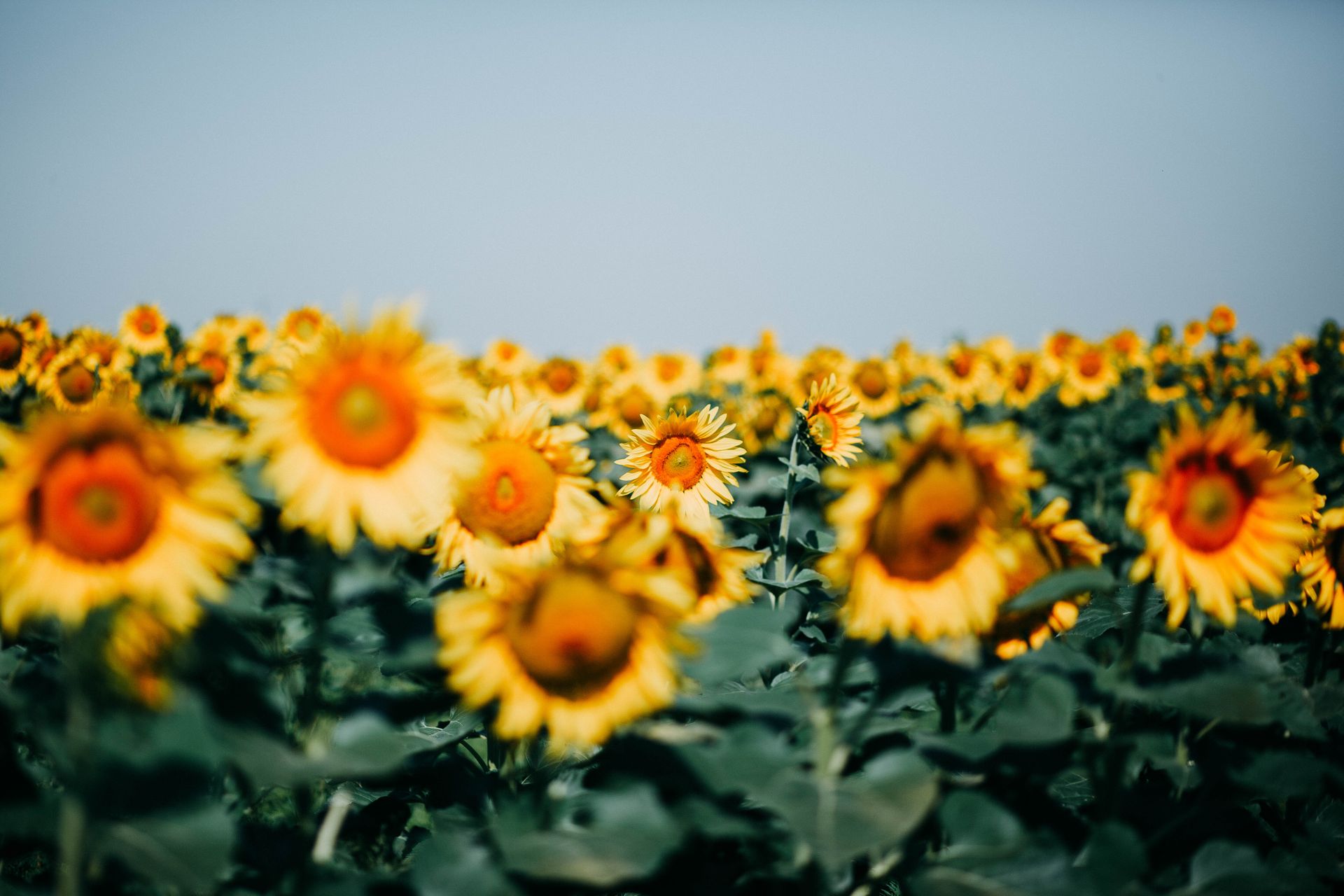 A picturesque field of sunflowers in bloom under a clear blue sky, showcasing nature's beauty.