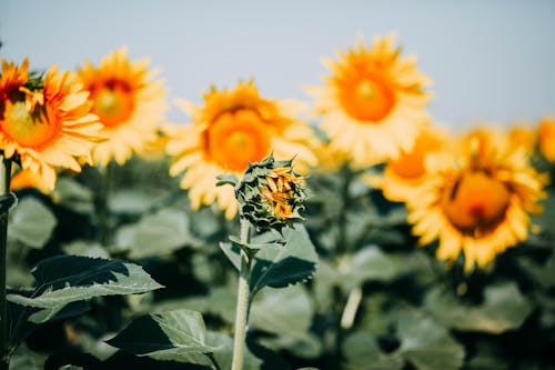 Shallow Focus Photography Of Sunflowers