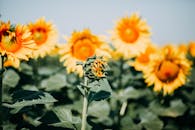 夏季田野中，亮黄色向日葵的特写镜头展示了自然美景