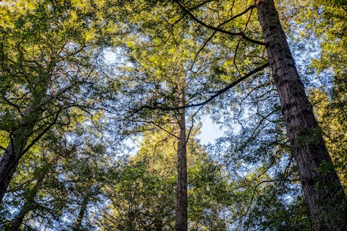 A Low Angle Shot of Trees in the Forest