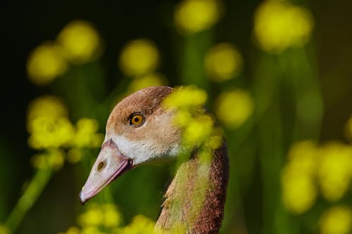 Close-Up Shot of a Goose 