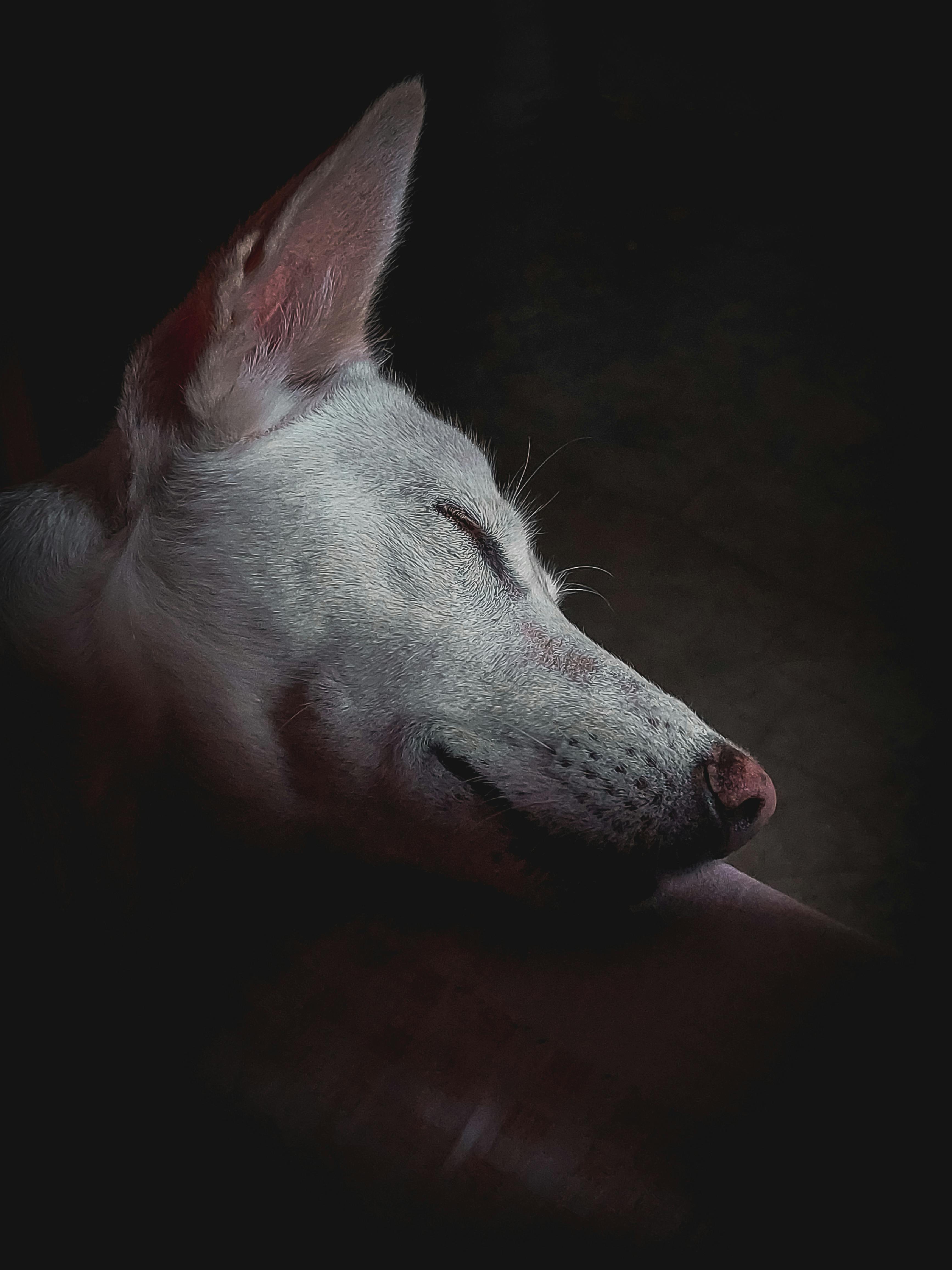 Vineet Vashist Photography