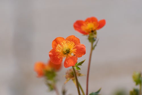 คลังภาพถ่ายฟรี ของ geum coccineum, กลีบดอก, การถ่ายภาพหุ่นนิ่ง