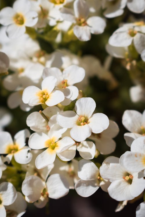 Gratis lagerfoto af blomstrende, delikat, flora