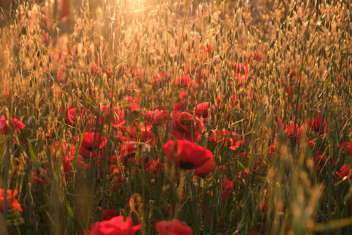 Red Poppy Flower Field