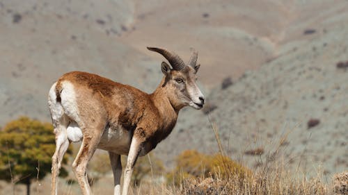 Gratuit Photos gratuites de animal, antilope, bélier Photos