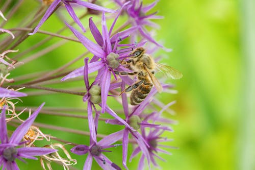Безкоштовне стокове фото на тему «Бджола, впритул, дика природа» стокове фото