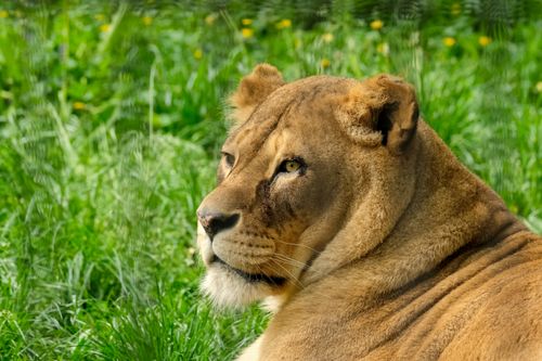 Free Close-up of a lioness lying in green grass, showcasing its natural grace and strength. Stock Photo