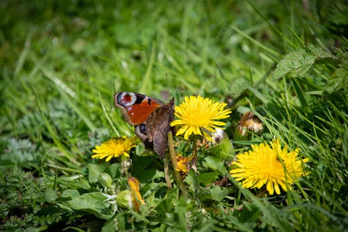 een dagpauwvlinder op een paardenbloem