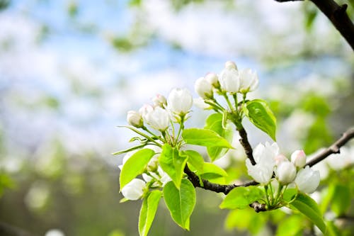 Free Бесплатное стоковое фото с apple, woodlet, белые цветы Stock Photo