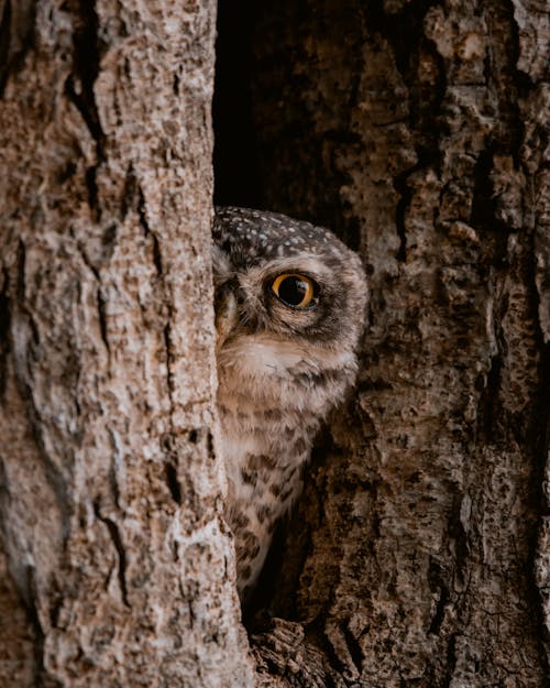 Free An Owl Peeking From the Tree Hole Stock Photo