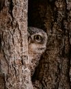 Close Up of Owl Hiding in Tree