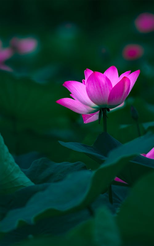 A Pink Lotus Flower in Bloom