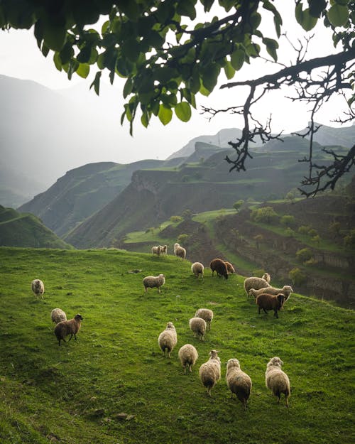 Herd of Sheep on a Field