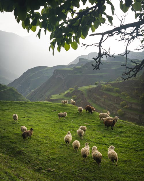 Immagine gratuita di animale, campo, montagna