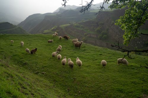 Free A serene landscape featuring a flock of sheep grazing on a green hillside with mountains in the background. Stock Photo