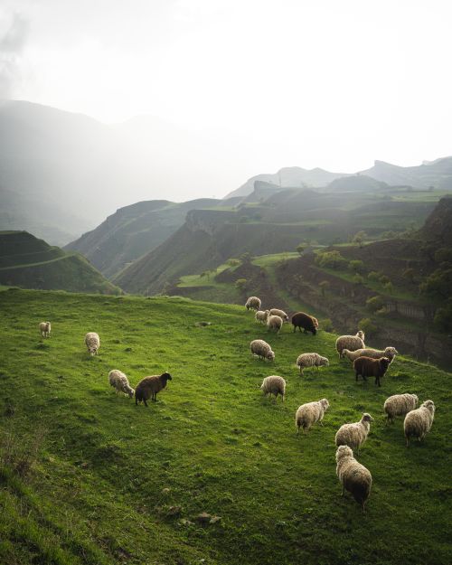 Free Scenic view of sheep grazing on lush green pasture with misty hills in the background. Stock Photo