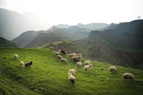 Herd of Sheep on Green Grass Field