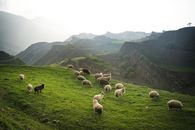 Herd of Sheep on Green Grass Field