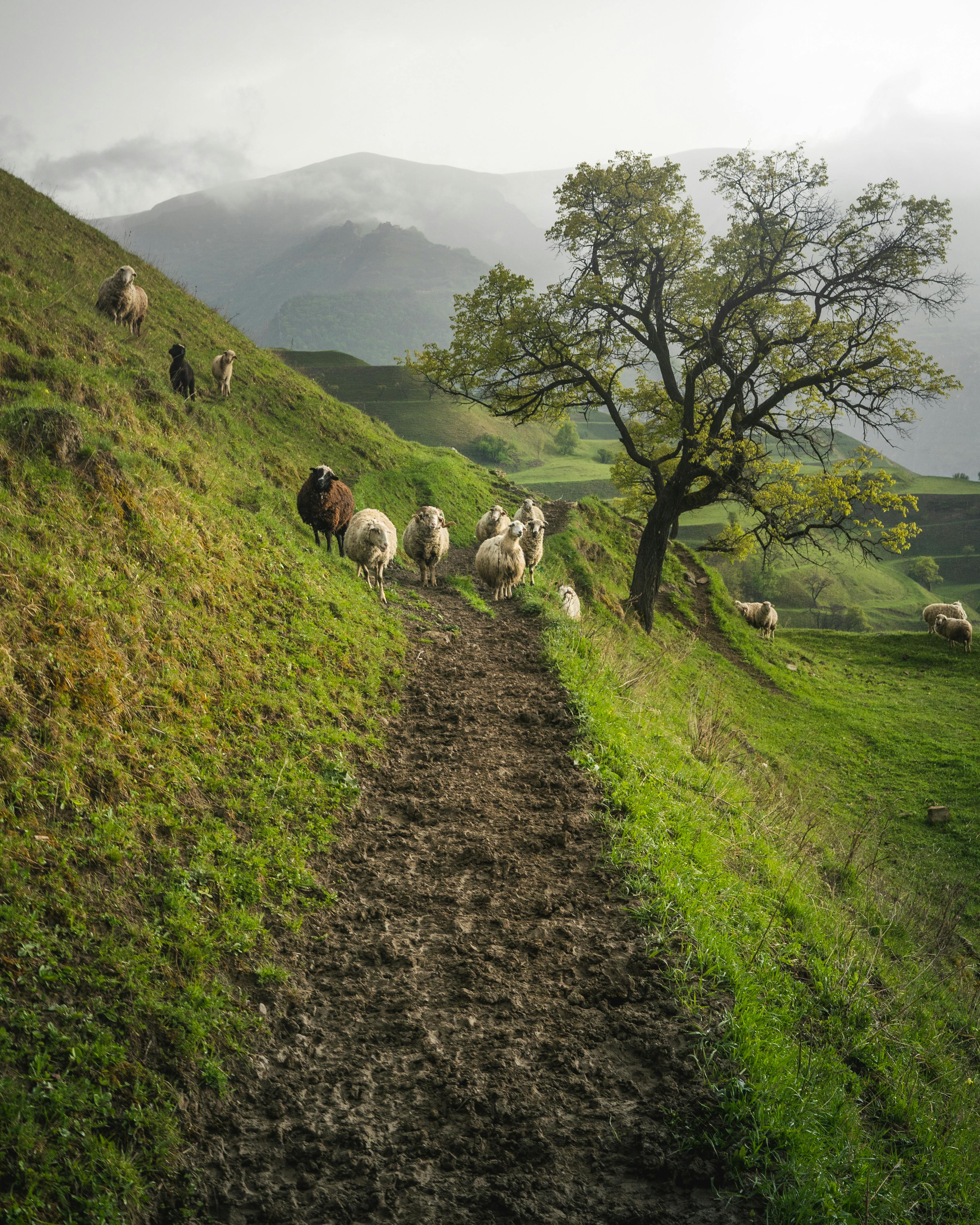 herd of sheep on mountain slope with green grass