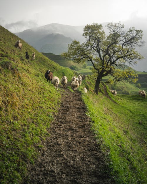 Immagine gratuita di agricolo, azienda agricola, bestiame