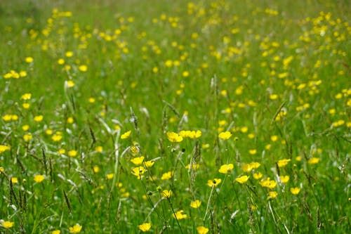 Photos gratuites de botanique, bouton d'or, campagne