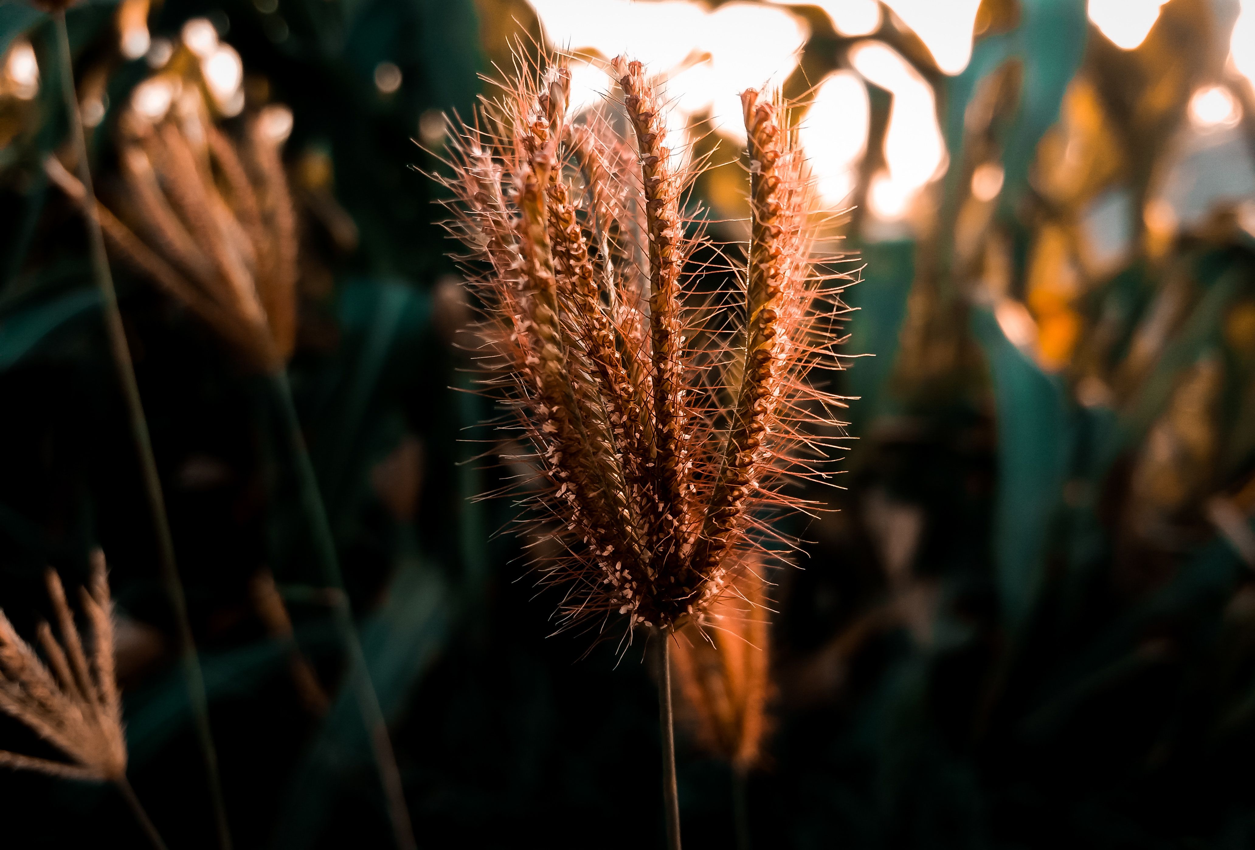 Detailed macro shot of a wheat spikelet, showcasing texture and color in natural light.