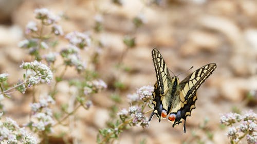 Black and Yellow Butterfly on White Flower