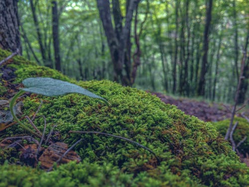 Imagine de stoc gratuită din arbori, codru, măcinare