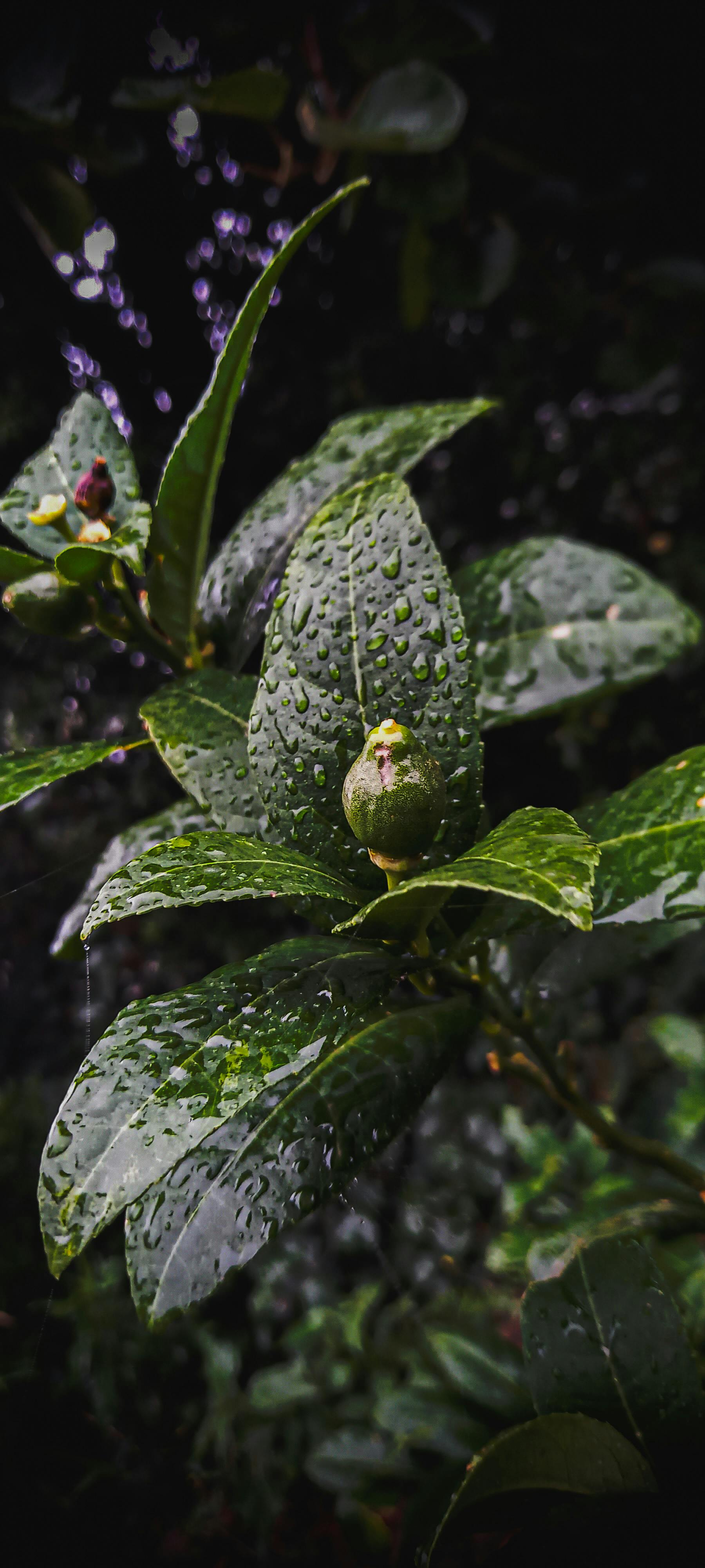 Comparison of Youth Sports Models: Argentina vs.USA, showcasing key differences in approach and emphasizing the holistic development of athletes.