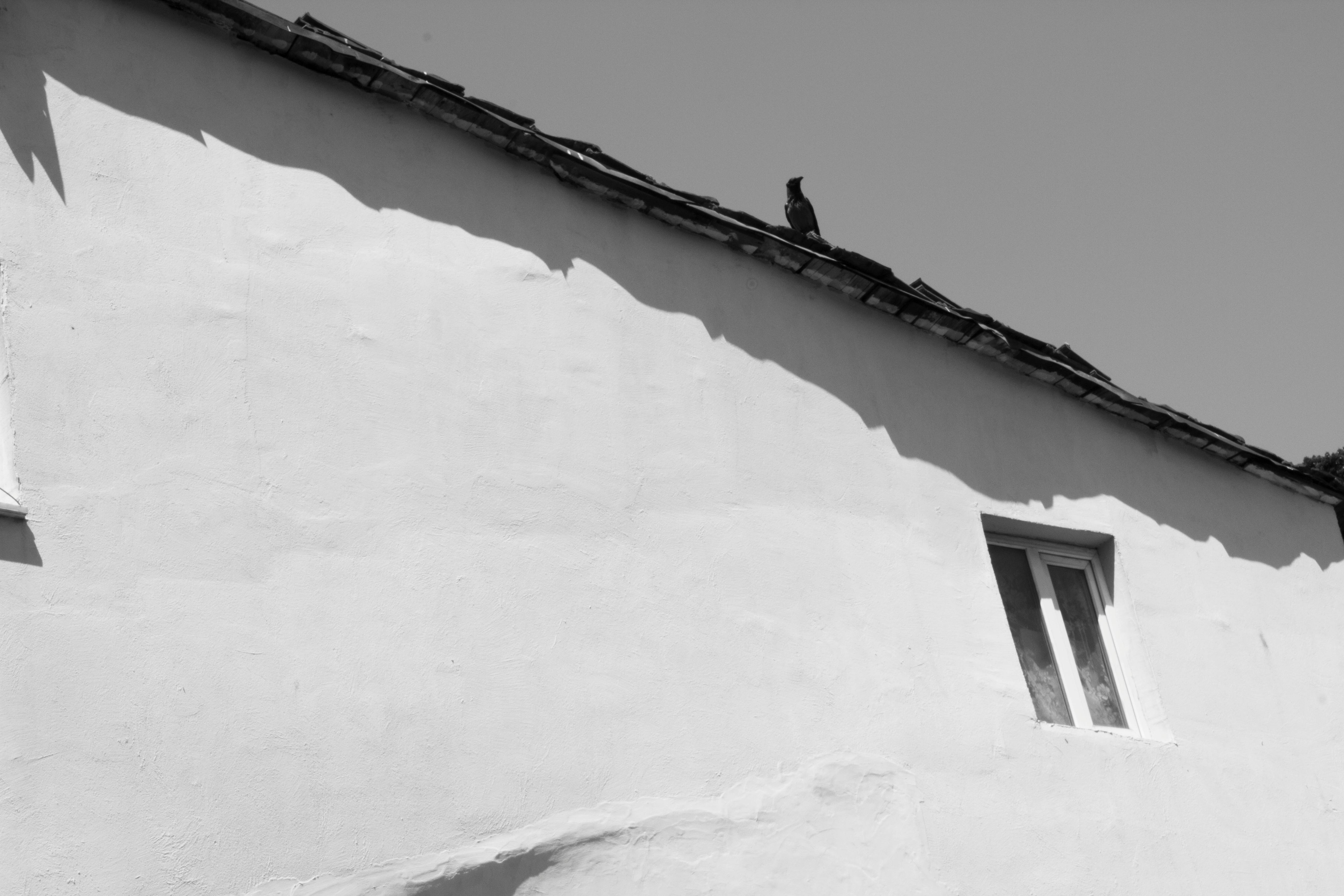 Free stock photo of black and white, crow, wall