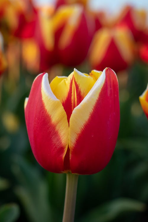 A Red Tulips in Full Bloom