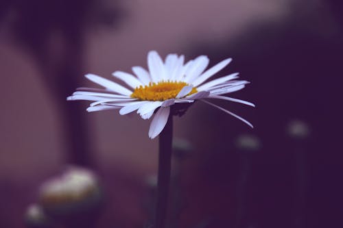бесплатная Фотография белого и желтого цветка ромашки Стоковое фото