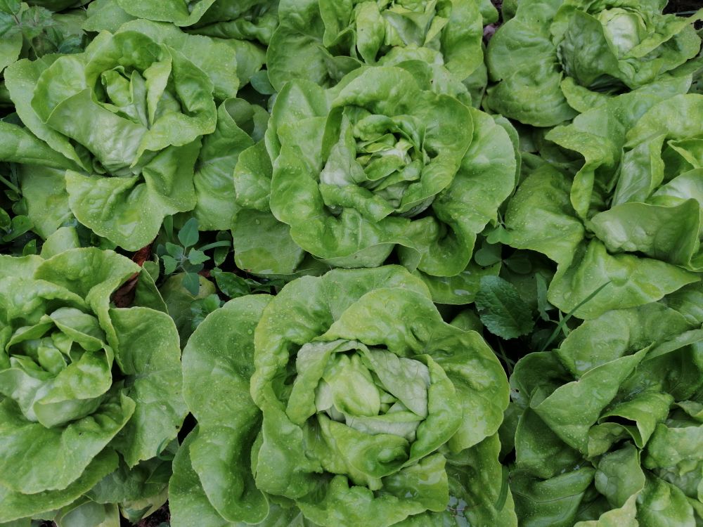 Butterhead Butterhead Lettuce in Close-up Photography · Free Stock Photo