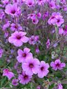 Purple Flowers With Green Leaves