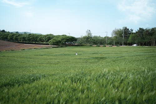 Imagine de stoc gratuită din câmp de iarbă, cer albastru, copaci verzi