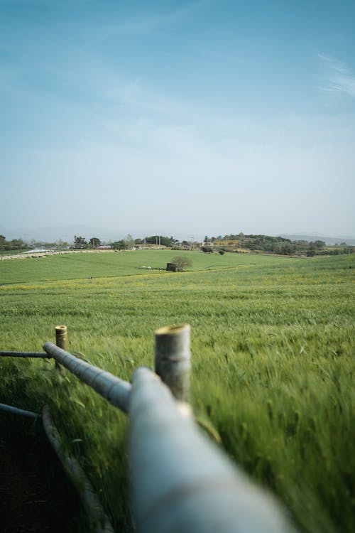 Imagine de stoc gratuită din agricol, câmp, fotografiere verticală