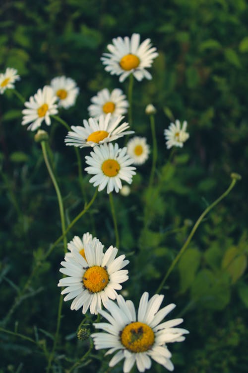 White Daisies in the Field