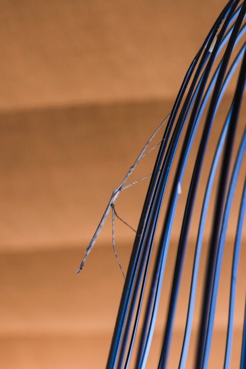 Free Closeup to the Stick insect on the lamp Stock Photo