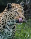 Leopard licking lips